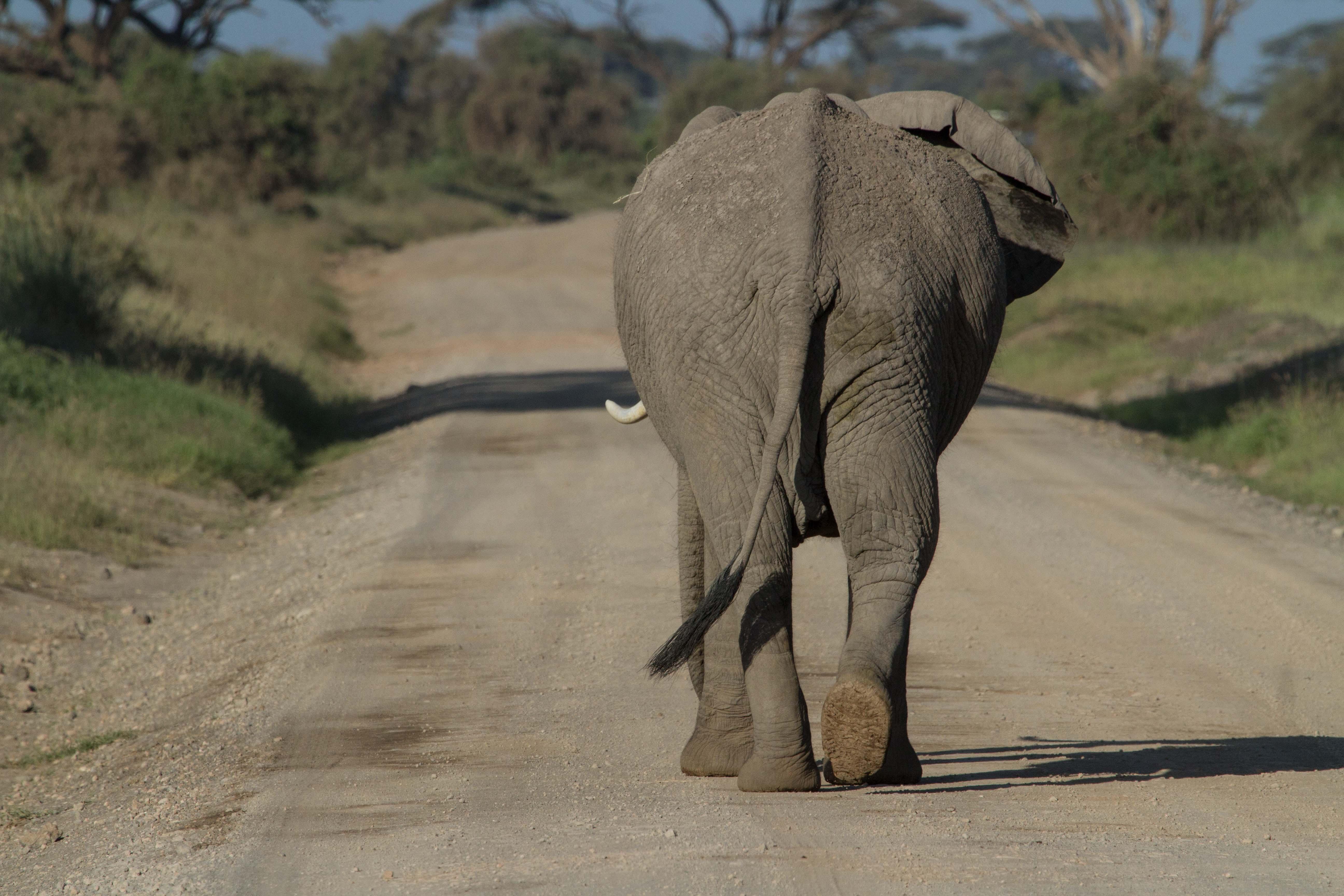 Amboseli nz