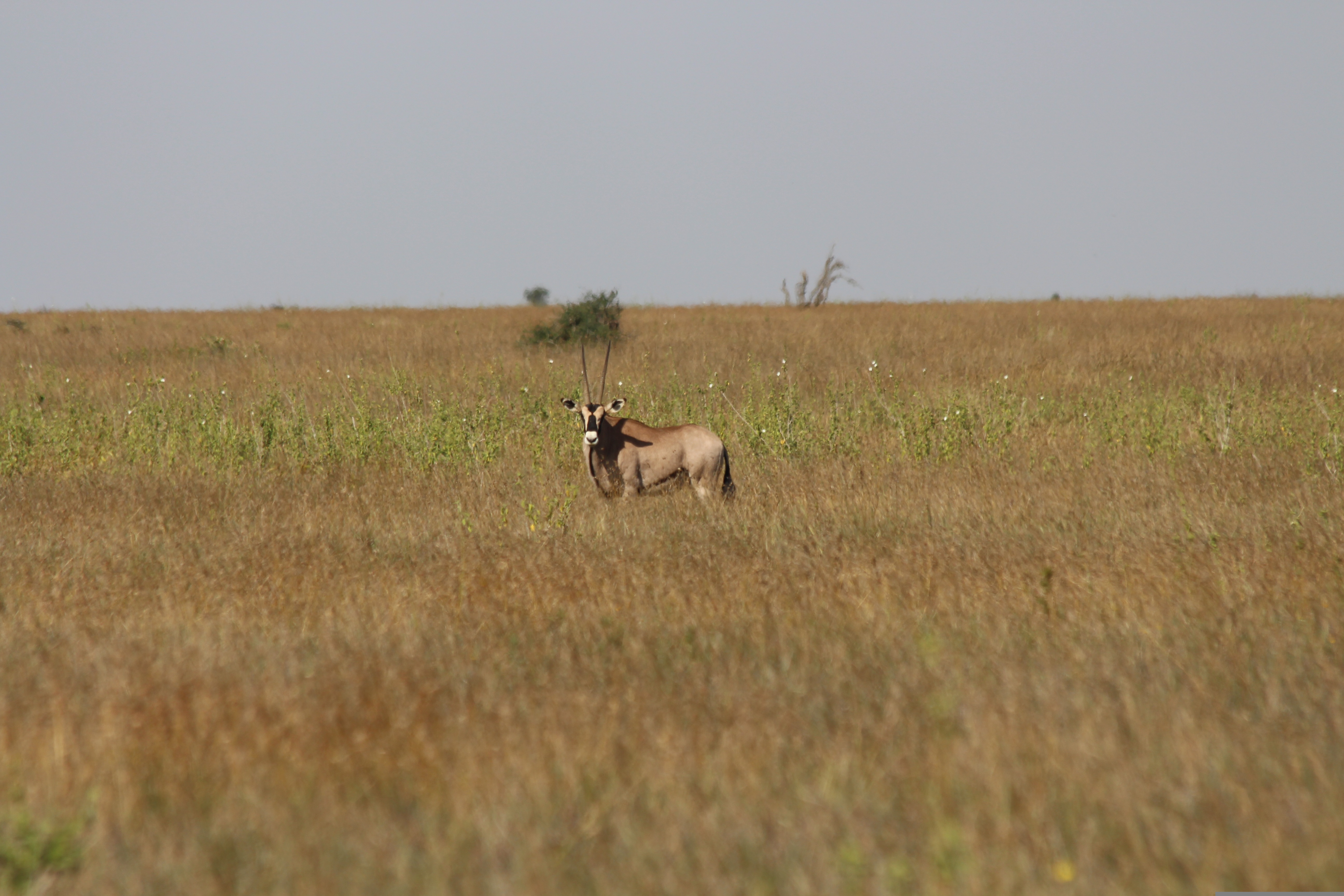 Laikipia 1