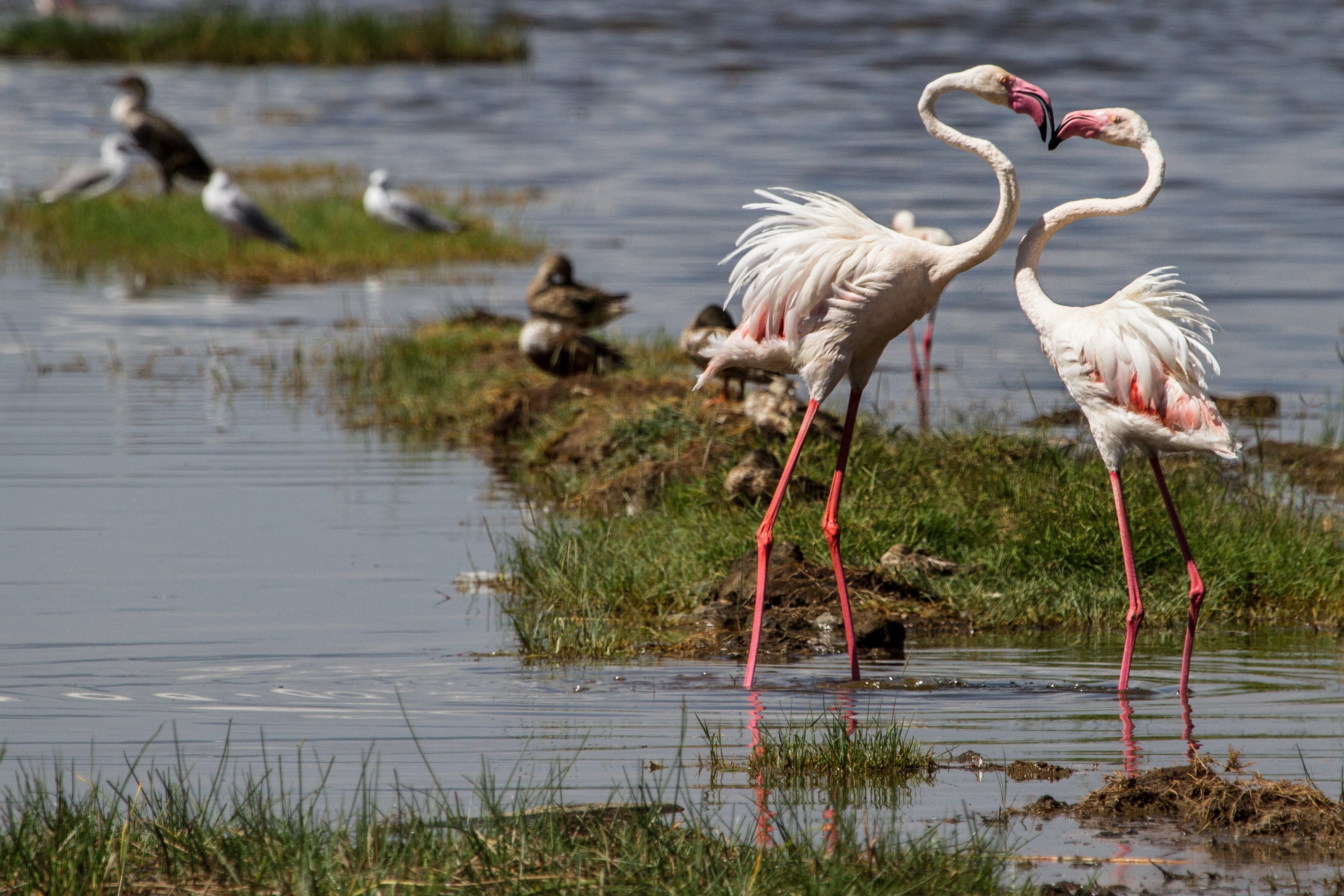 Nakuru Flamingoes